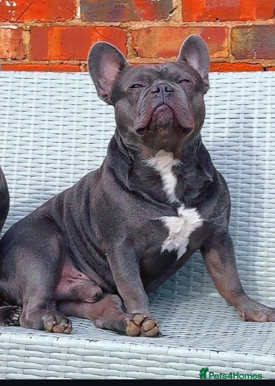 French Bulldog dogs for stud: French bulldog for stud - Advert 2