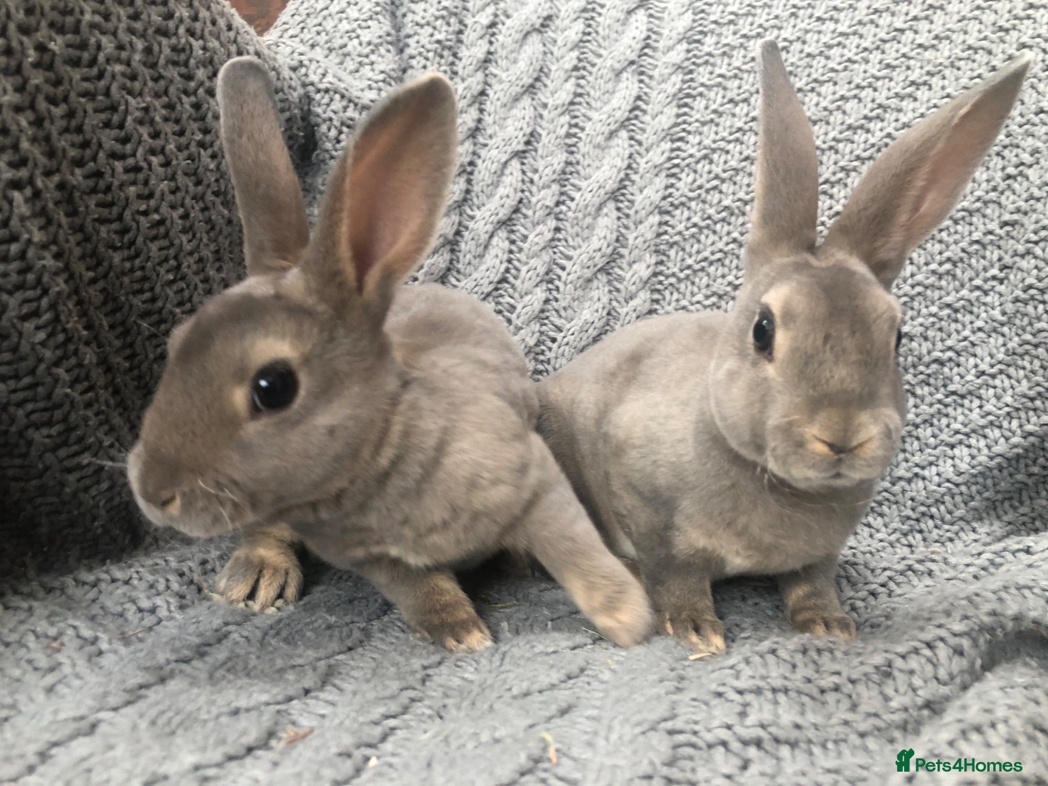 Rex rabbits Beautiful velvet mini Rex & Rex rabbits - Advert 3