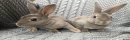 Rex rabbits for sale: Beautiful velvet mini Rex & Rex rabbits - Advert 10