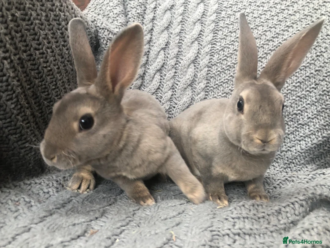 Rex rabbits for sale: Beautiful velvet mini Rex & Rex rabbits - Advert 1