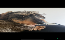 Miniature Dachshund dogs for sale: Wirehaired Miniature Dachshund  - Image 3