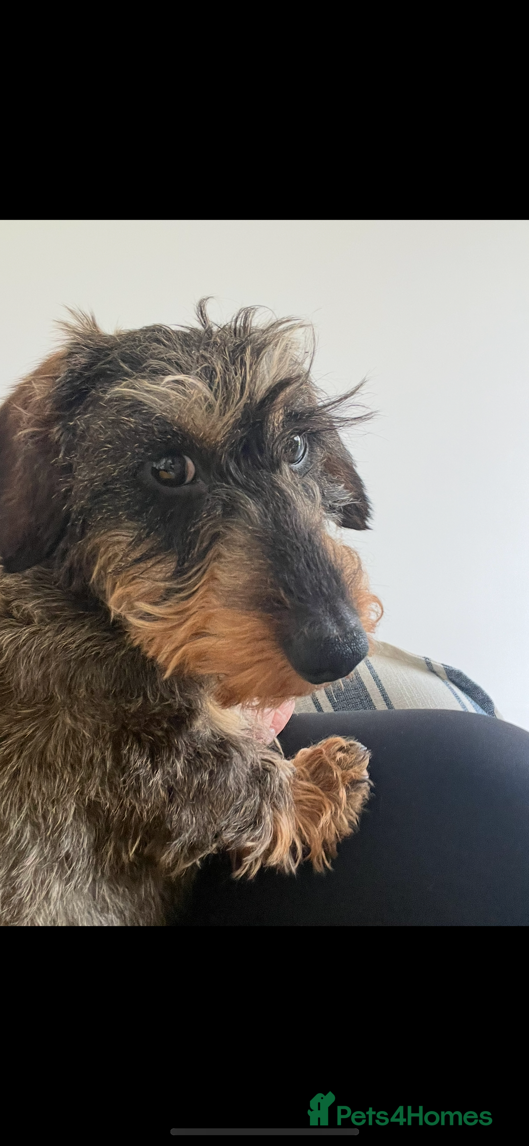 Miniature Dachshund dogs for sale: Wirehaired Miniature Dachshund  - Image 3