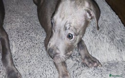 Mixed Breed dogs for sale: Caine corso/ American bully 10 weeks - Advert 7