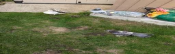 Pigeons birds for sale: Pigeons Mixed Variety  - Advert 14