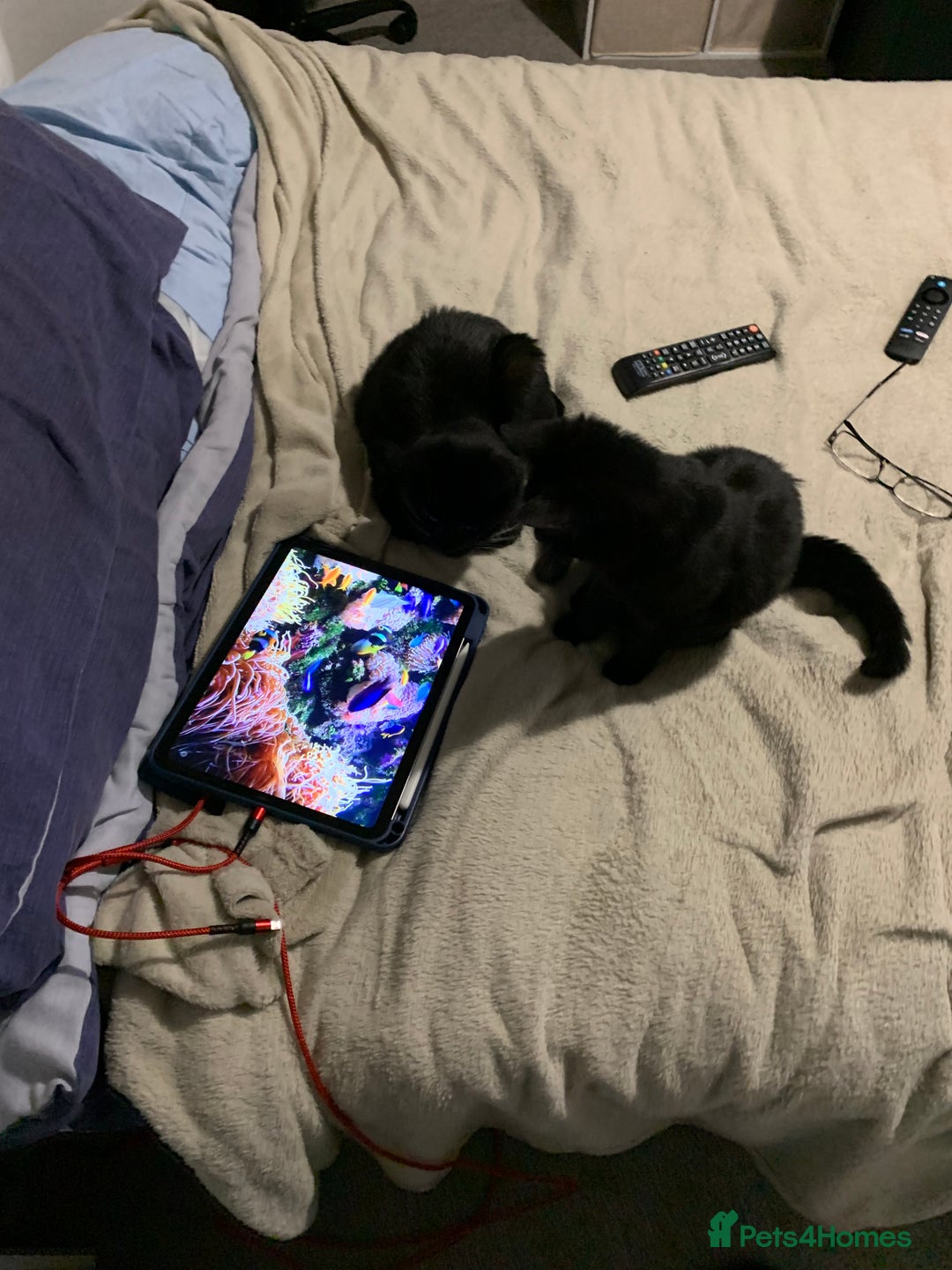 Mixed Breed cats for sale: FREE OF CHARGE - Advert 2