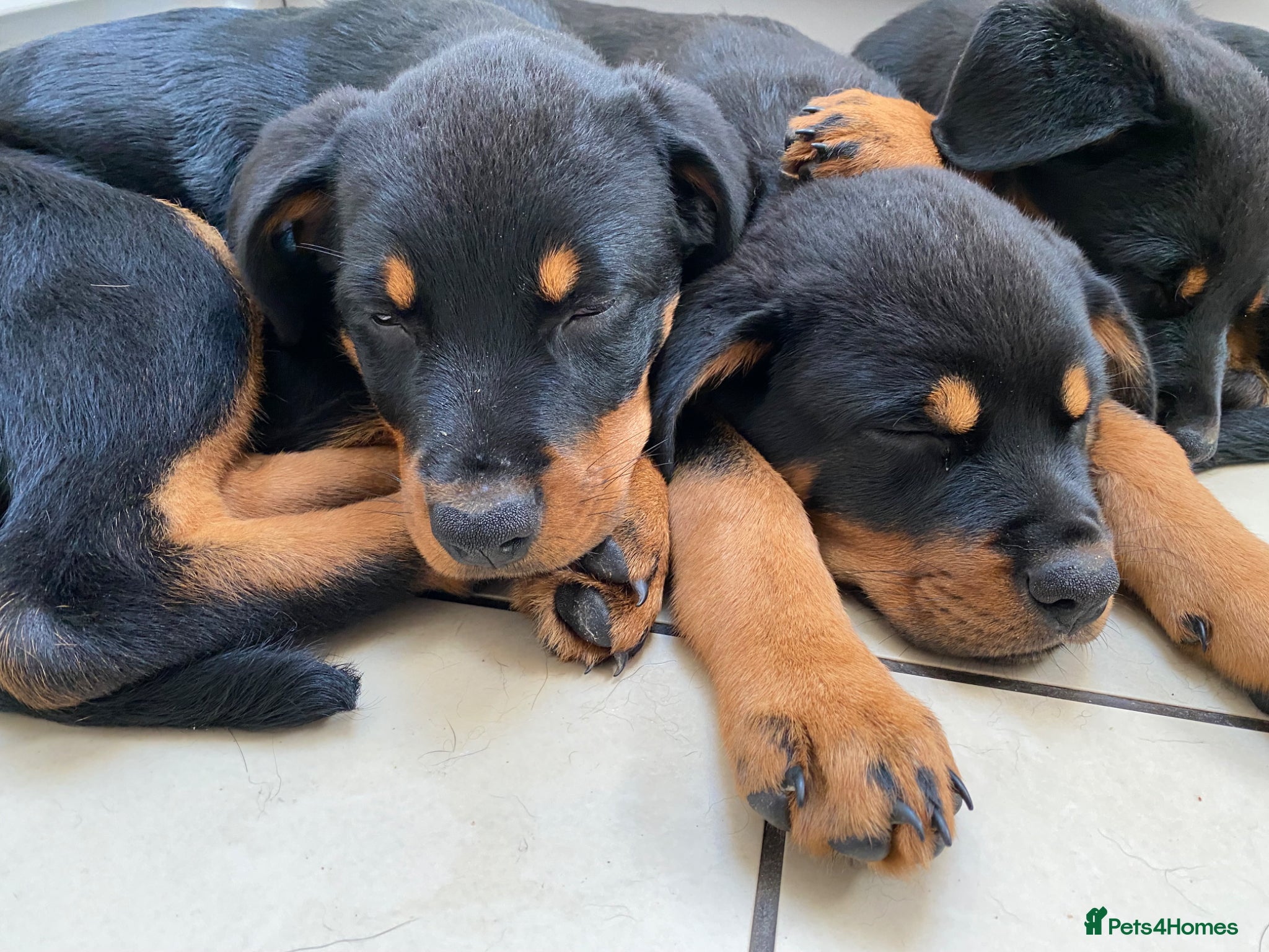 Rottweiler dogs Rotti pups - last 2 from litter of 10  - Advert 1