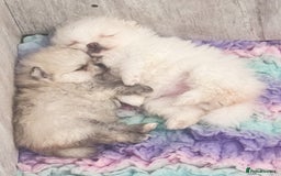 Pomeranian dogs for sale: Bridgerton KC Teddy Bear Faced Pomeranians - Image 9