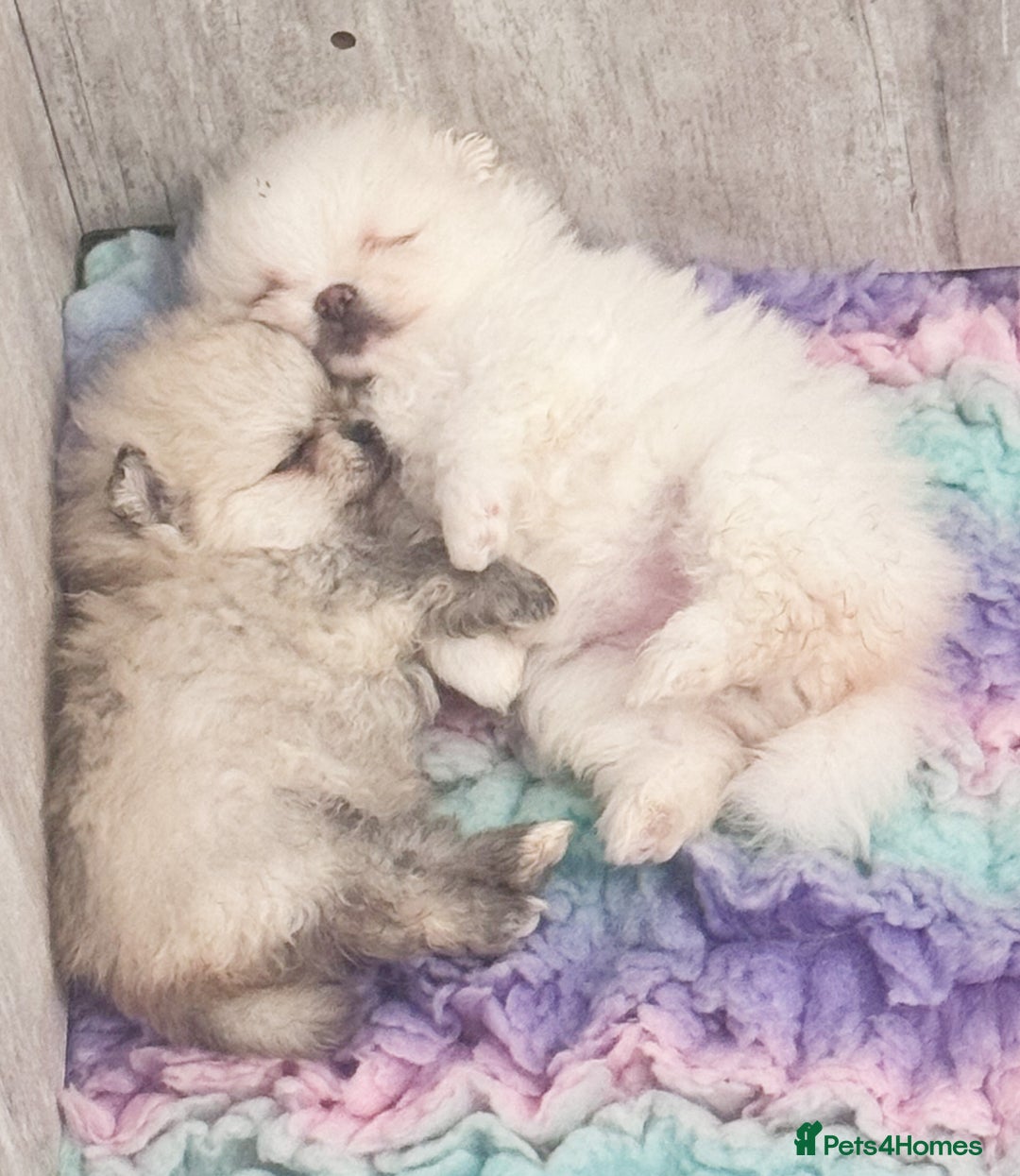 Pomeranian dogs for sale: Bridgerton KC Teddy Bear Faced Pomeranians - Image 9