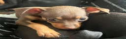 Miniature Pinscher dogs for sale: Beautiful 5generation pedigree min pin pupp - Advert 8