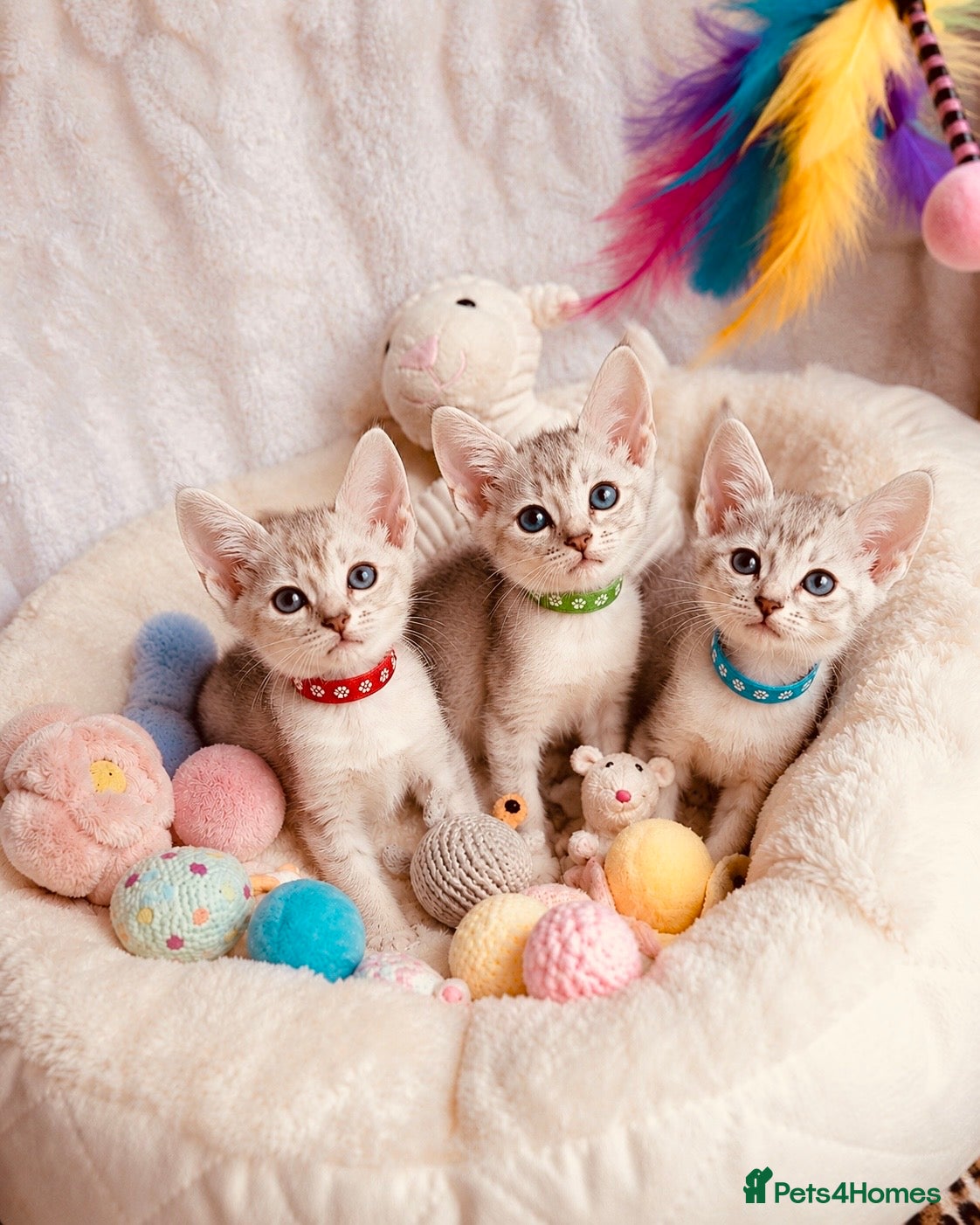 Abyssinian cats 🏆✨ Beautiful Silver Cinnamon  Abyssinian  ✨🏆❤️ - Advert 1