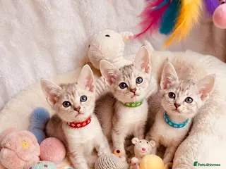 Abyssinian cats 🏆✨ Beautiful Silver Cinnamon Abyssinian ✨🏆❤️ - Advert 5