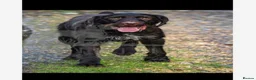 Mixed Breed dogs for sale: ⭐️ 5 Beautiful Pointer puppies for sale ⭐️ in Montgomery - Advert 8
