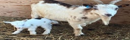Goats livestock for sale: Small pretty Pygmy Nannie’s/also some with babies  - Advert 16