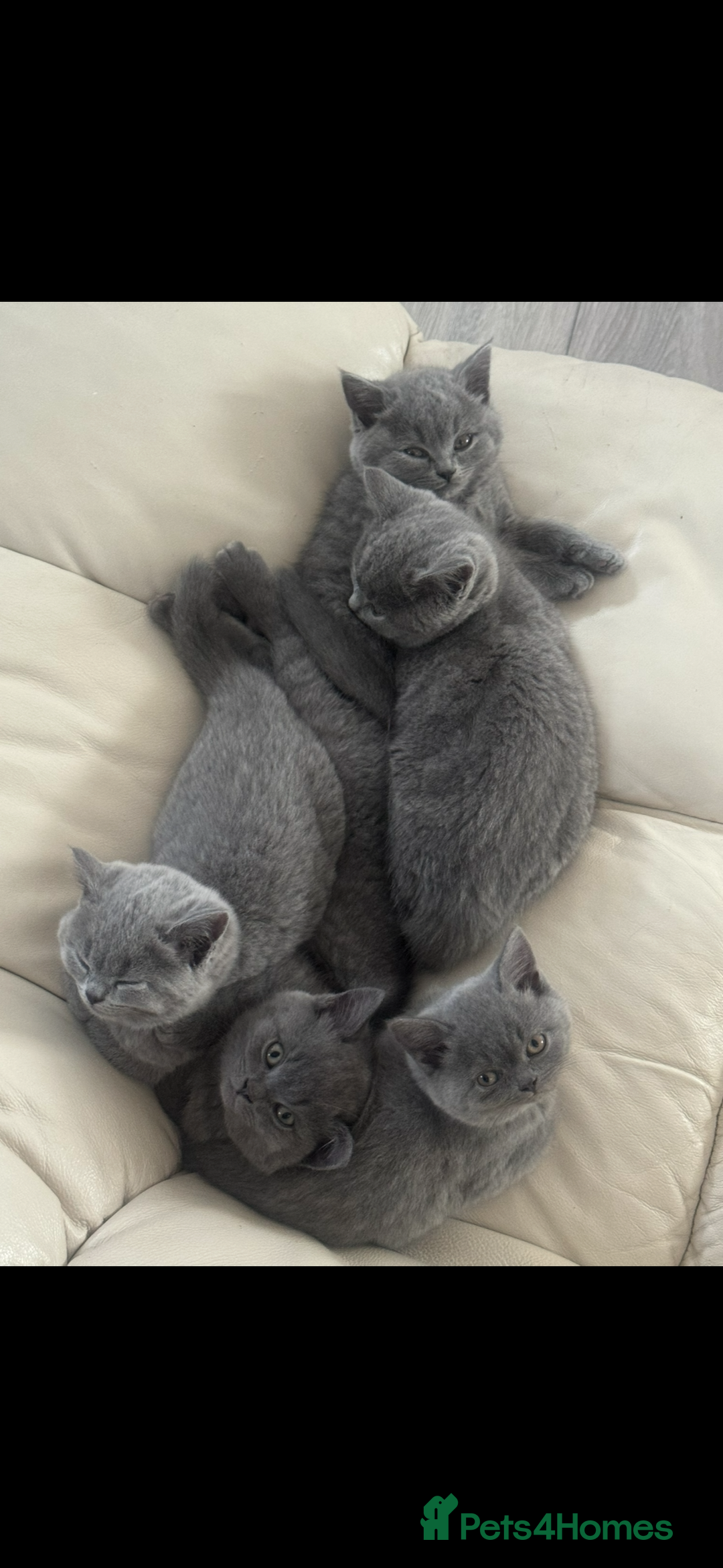 British Shorthair cats for sale: British shorthair kittens - Image 11