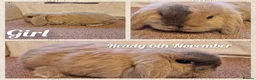 Mini Lop rabbits for sale: Mini lop kits to reserve. Vetchecked&vaccinated. - Advert 7
