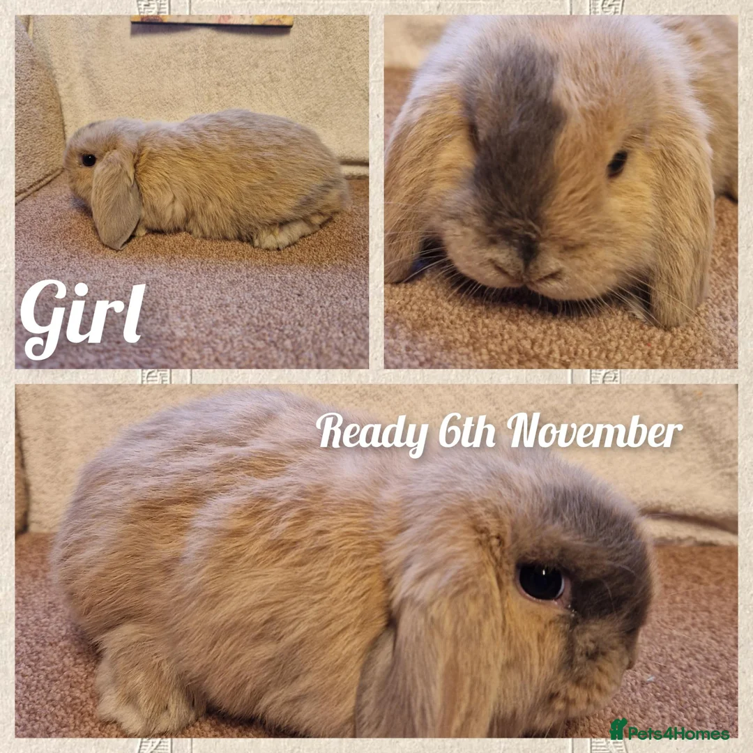 Mini Lop rabbits for sale: Mini lop kits to reserve. Vetchecked&vaccinated. - Advert 7