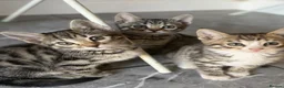 Bengal cats for sale: Beautiful Kittens ready for forever homes. - Advert 26