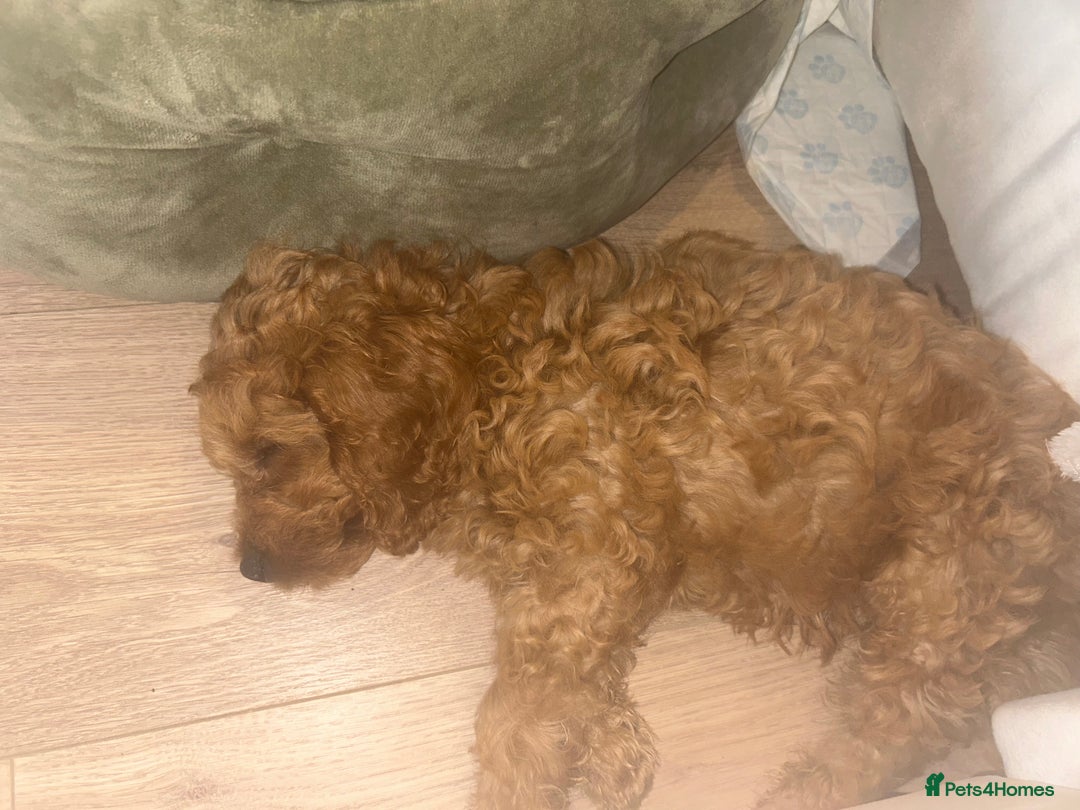 Cockapoo dogs for sale: Male cockapoo puppy 10 weeks old - Image 3