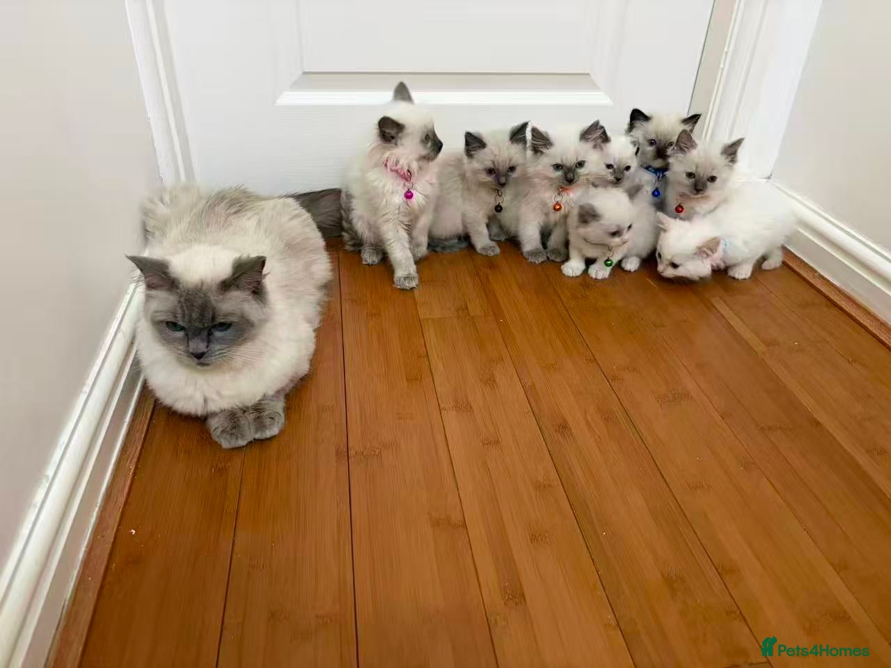 Ragdoll cats 8 Ragdoll cats - Advert 7