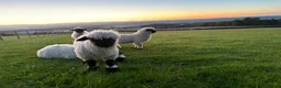 Sheep livestock for sale: 2 Valais Blacknose Lambs (Wethers) for sale - Advert 1