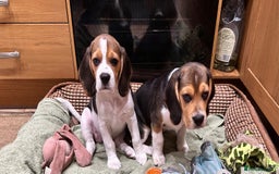 Beagle dogs for sale: KC reg Gorgeous Beagle Pups Champion Bloodline in New Malden - Image 11