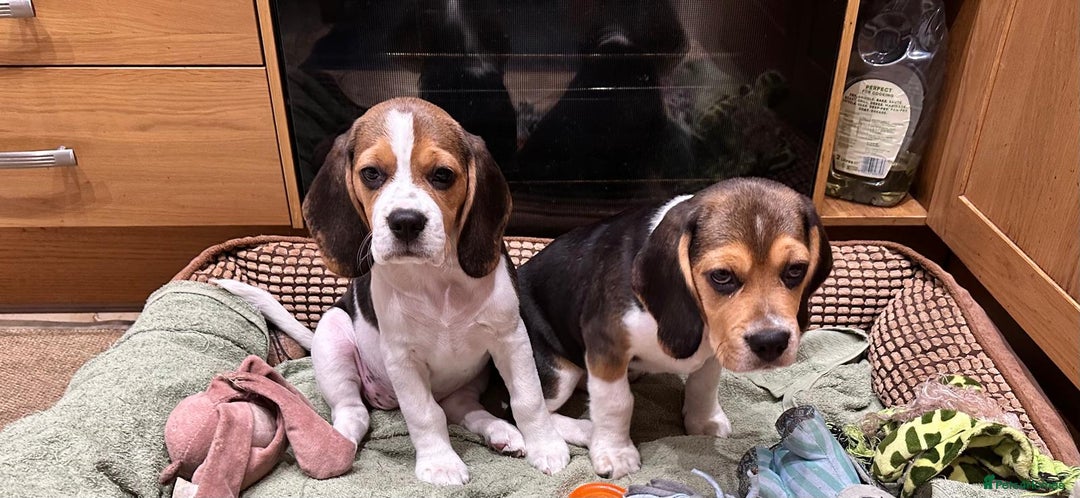 Beagle dogs for sale: KC reg Gorgeous Beagle Pups Champion Bloodline in New Malden - Image 11