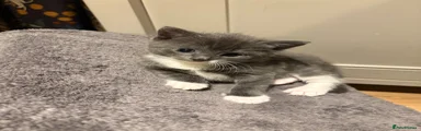 Kitten 2