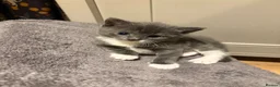 Mixed Breed cats for sale: Meet our Adorable Tuxedo kittens! 🖤🤍 in Milton Keynes - Advert 2