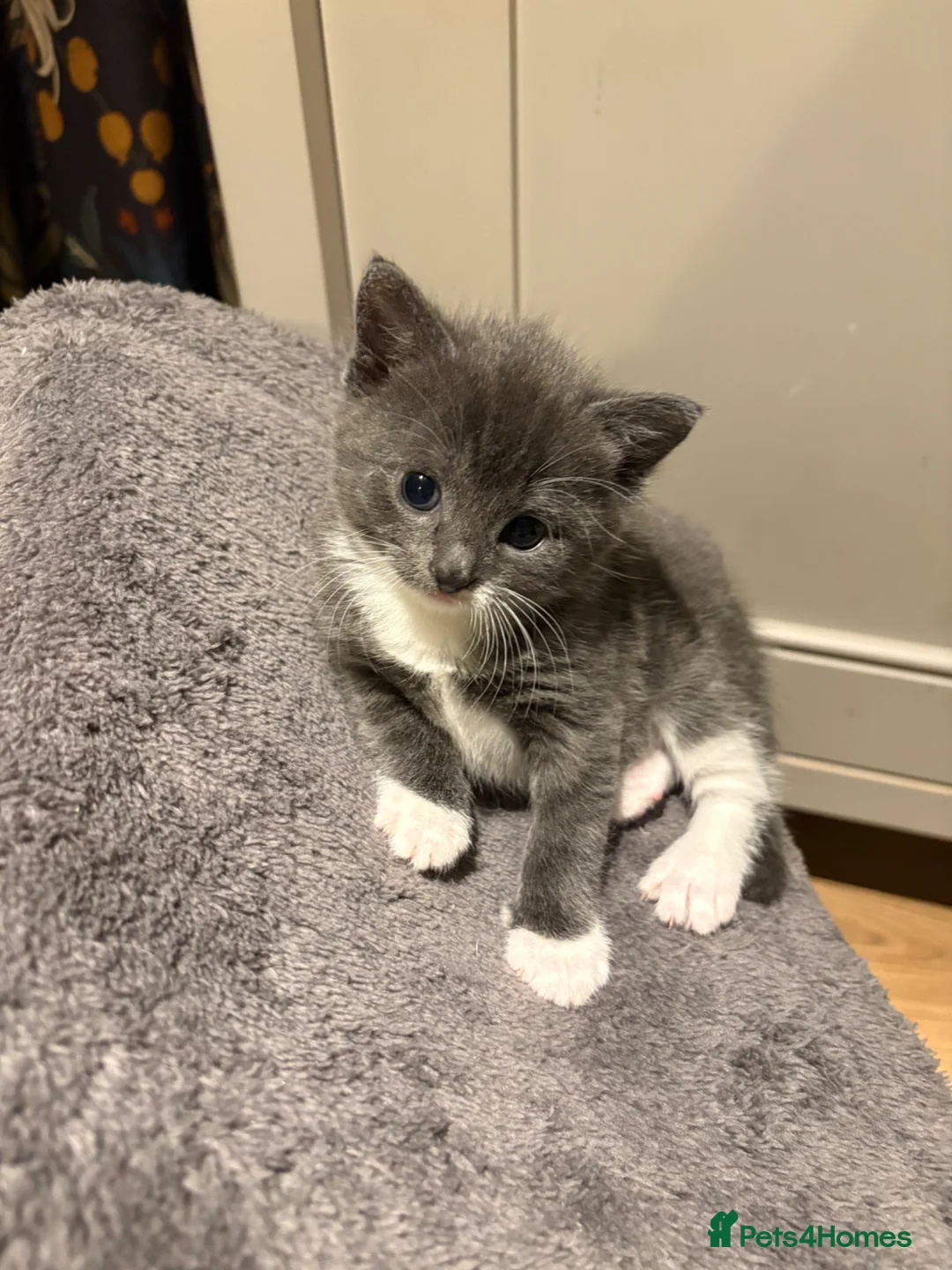 Mixed Breed cats for sale: Meet our Adorable Tuxedo kittens! 🖤🤍 in Milton Keynes - Advert 2