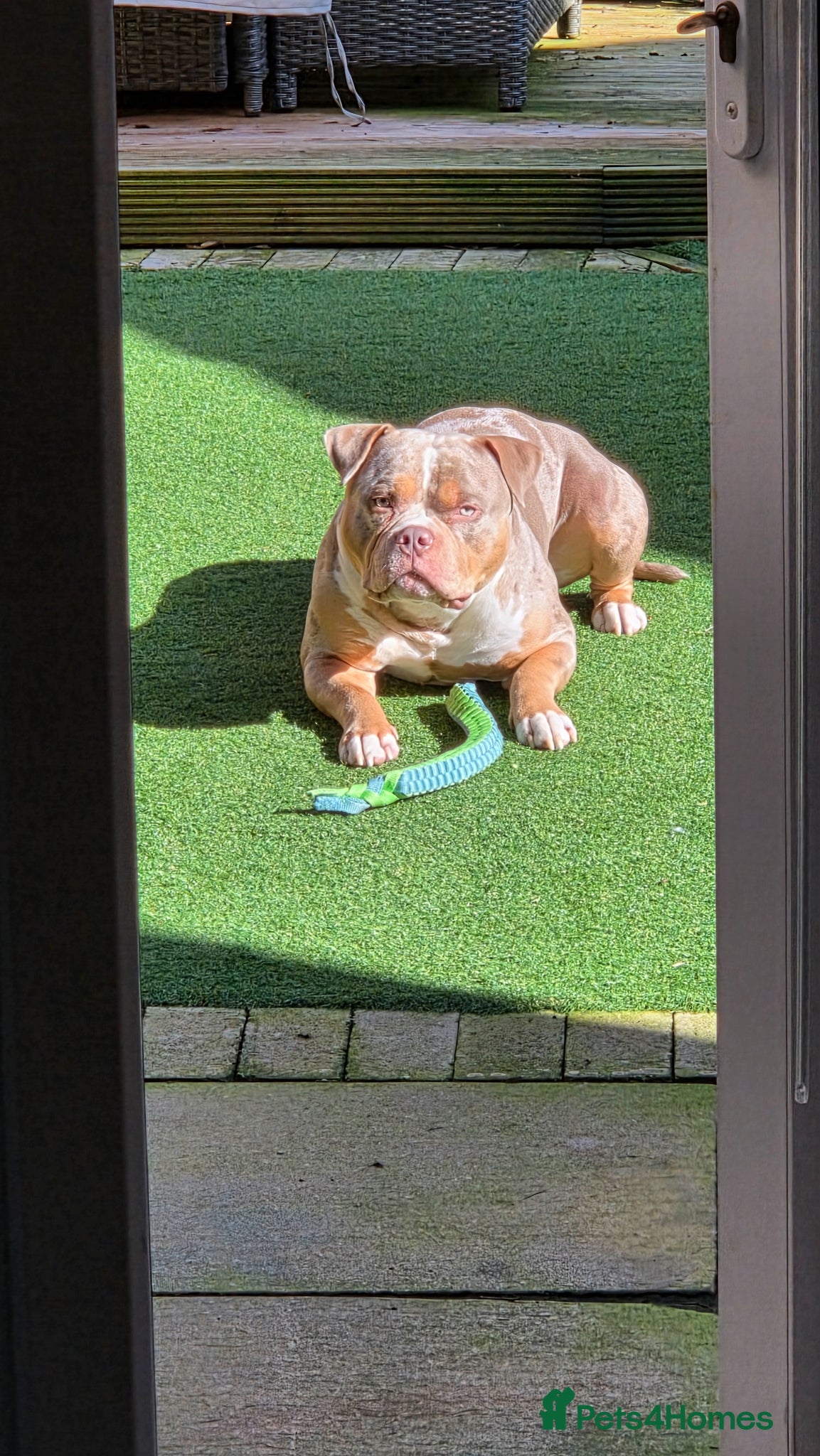 American Bully dogs American Standard Bully For Stud - Advert 6