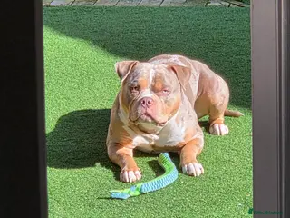 American Bully dogs American Standard Bully For Stud - Advert 2