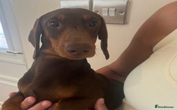 Dachshund dogs for sale: Beautiful Sweeney Dachshunds in Newark - Image 4