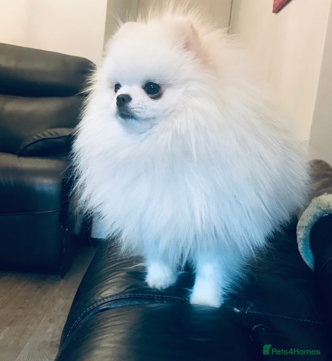 Pomeranian dogs for sale: Stunning Kc-reg boys 🌟🌟🌟🌟🌟 - Image 17
