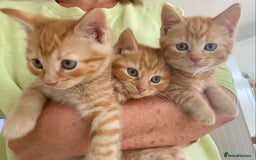 Domestic Shorthair cats for sale: Healthy full ginger female girl kittens  - Image 1
