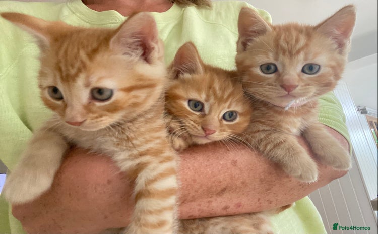 Domestic Shorthair cats - Advert 4