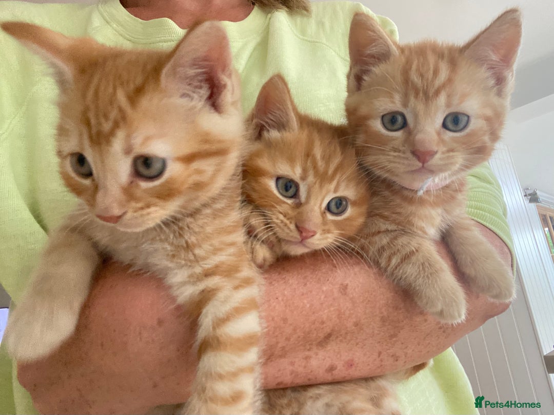 Domestic Shorthair cats for sale: Healthy full ginger female girl kittens  - Image 1