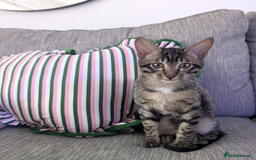 Savannah cats for sale: Savannah Cat Kitten Male - Image 5