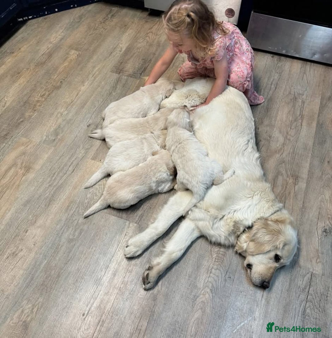 Golden Retriever dogs for sale: Stunning Golden Retriver Puppies - Image 7