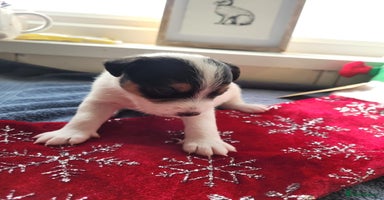 Parson Russell dogs Parsons terrier 3 boys 1 girl - Advert 4