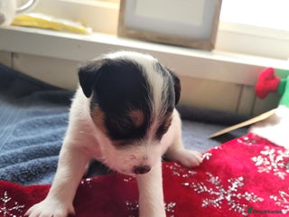 Parson Russell dogs Parsons terrier 1 boy 1 girl left - Advert 1