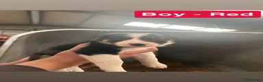 Border Collie 2