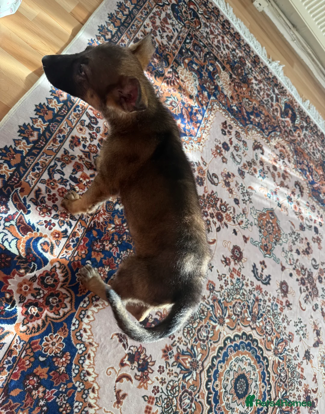German Shepherd dogs for sale: beautiful 3 month old German shepherd  - Advert 4