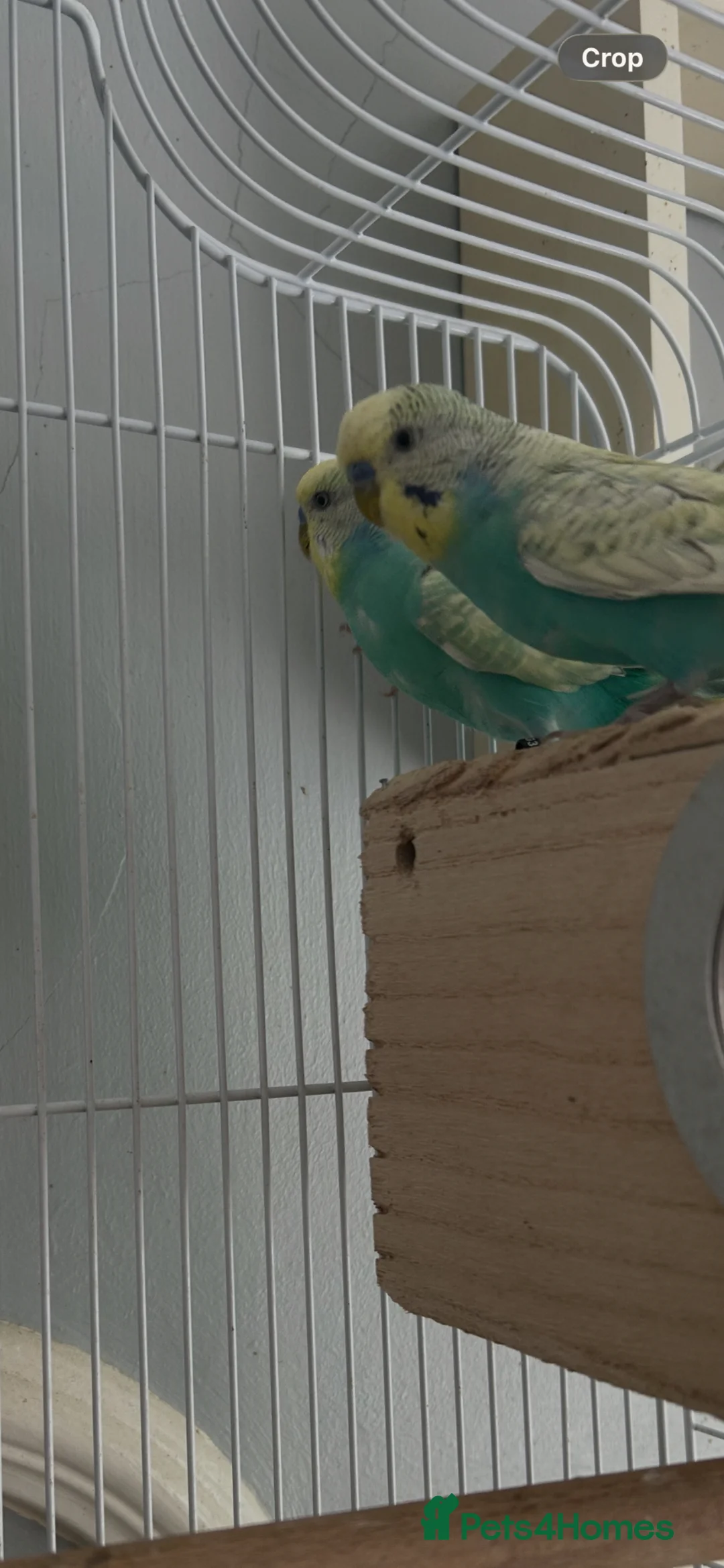 Budgerigars birds for sale: 8 Budgies and a pair of Lovebirds  - Advert 1