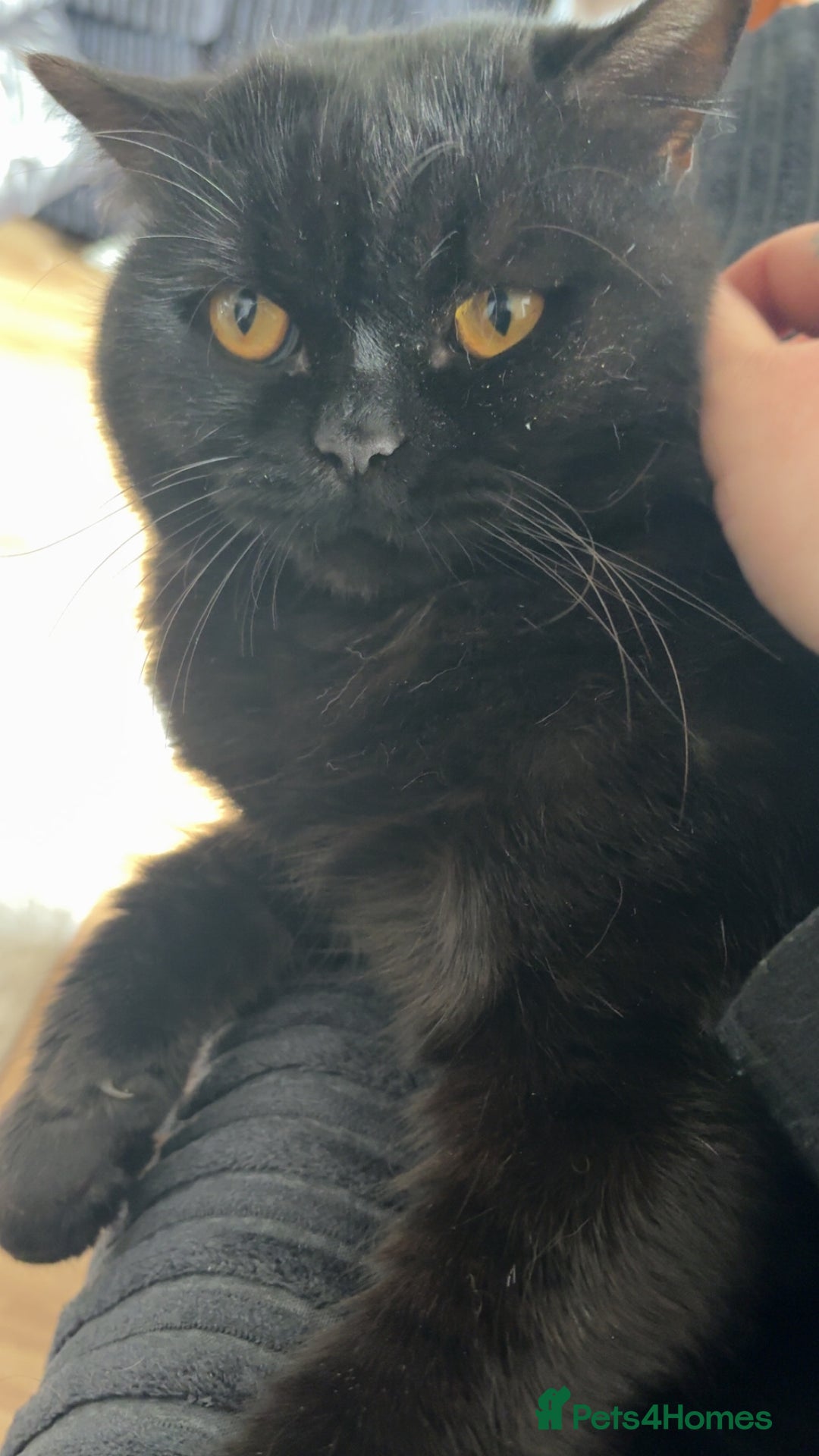 British Shorthair cats for sale: British Shorthair Male FREE - Advert 2