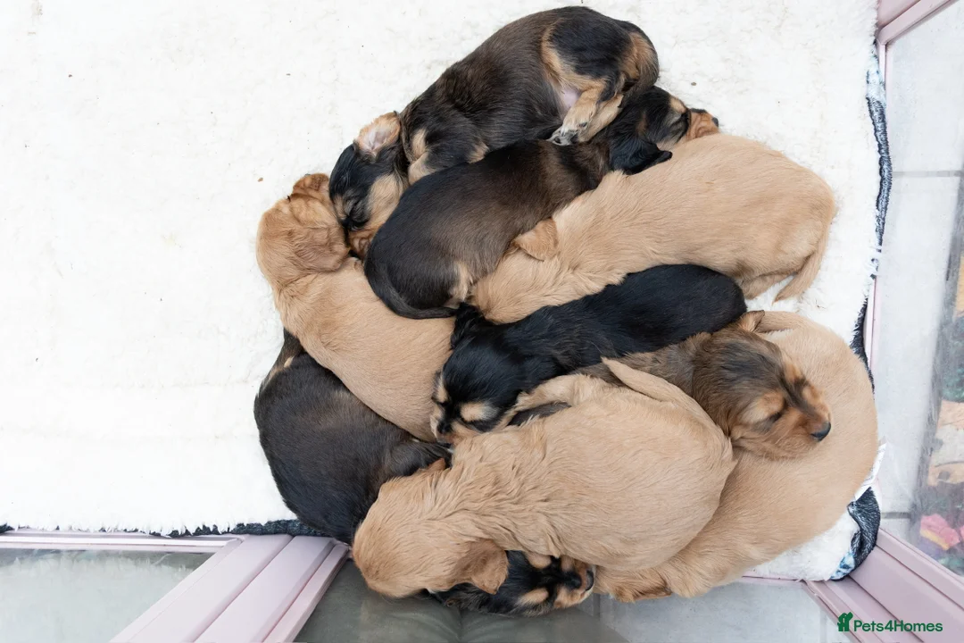 Mixed Breed dogs for sale: Mini Golden retriever ( Dakota sport retriever) - Advert 19