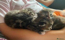 Maine Coon cats for sale: White Maine Coon boy  - Image 13