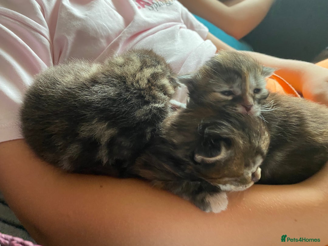 Maine Coon cats for sale: White Maine Coon boy  - Image 13