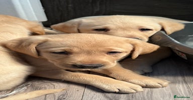 Labrador Retriever dogs - Advert 6