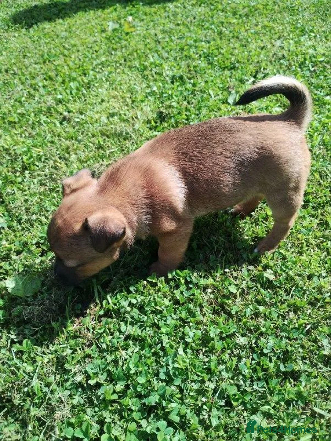 Jack Russell dogs for sale: Jack Russel puppies in London - Advert 13