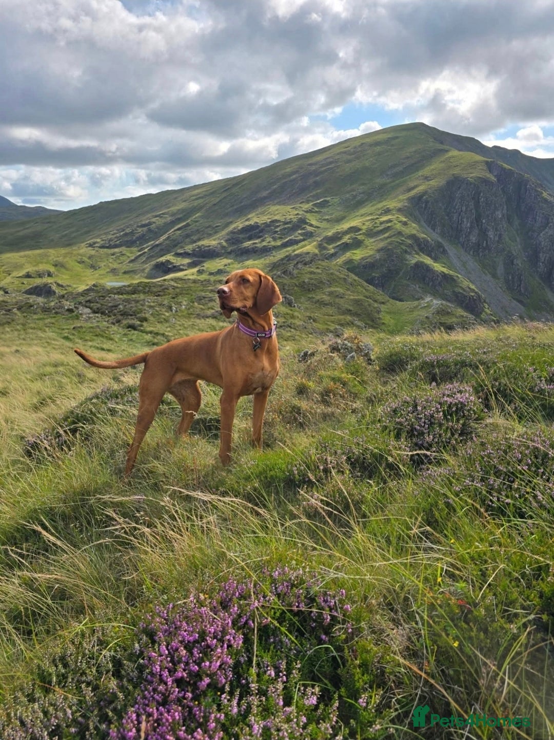 Hungarian Vizsla dogs for sale: Hungarian Vizsla Puppies, 5th generation pedigree - Advert 2